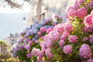 Hydrangea bush with pink, purple, and blue flowers