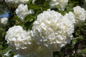 White hydrangea bush