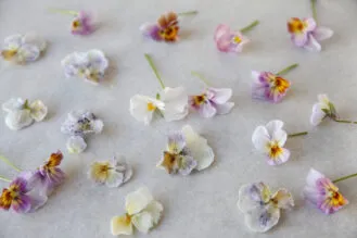 edible-header