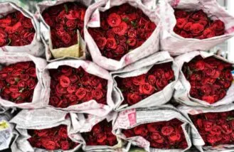 recycled-roses