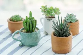 succulent