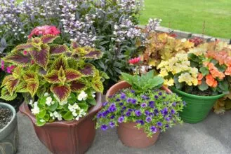 Plantscapes Container Header