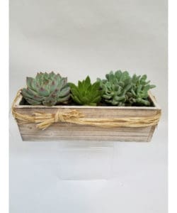three succulents in wooden box - elegant and modern succulent design