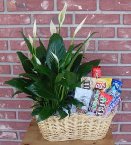 Peace plant with snack basket