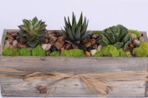 Enjoy this trilogy of succulents in a beautiful wooden container.