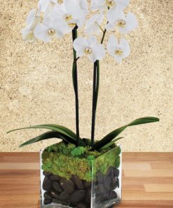 Vivid phalaenopsis plants are a sure sign of spring! Hand-delivered in a clear glass cube vase with river rock and moss, these beautiful twin orchids are a long-lasting symbol of beauty and purity