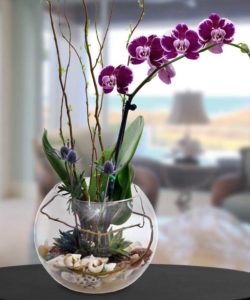 The large aquarium is filled with live orchids and live succulents, complimented with Sarasota sand and shells from the shore.