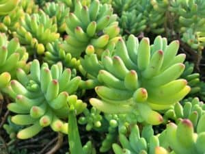 Succulent - Crassula