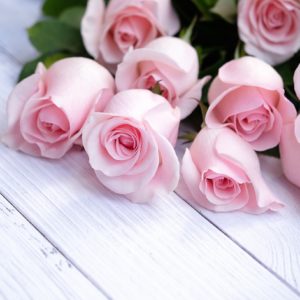 natural beauty of roses