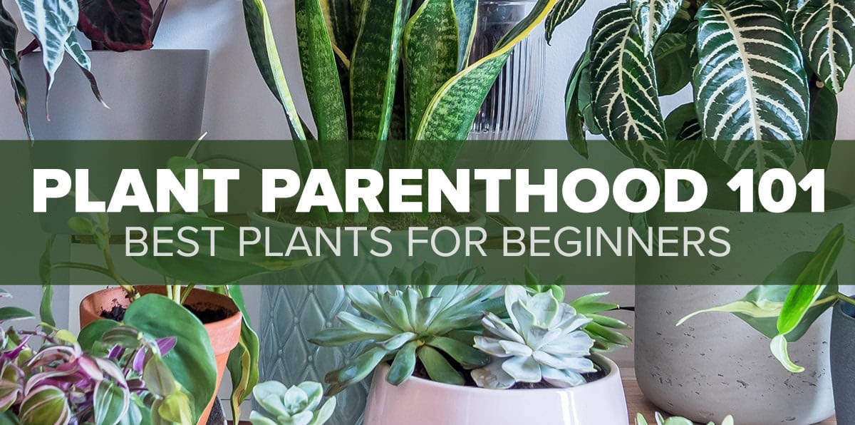 6 Easy to Grow Plants for Beginners - Beneva Flowers