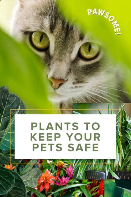 15 Plants Toxic to Dogs  ASPCA® Pet Health Insurance