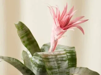 bloomscape_bromeliad-aechmea-pink_detail-edited-1024×768