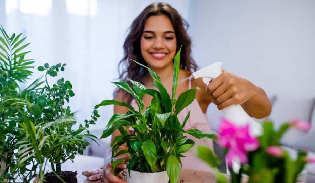 Lucky plants for the home: Plants that bring money and good luck