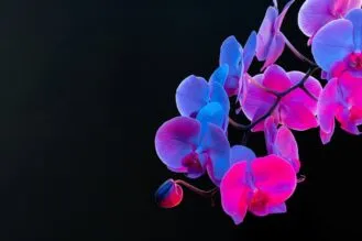 Branch,Of,Orchid,Flowers,On,Dark,Background,In,Neon,Light
